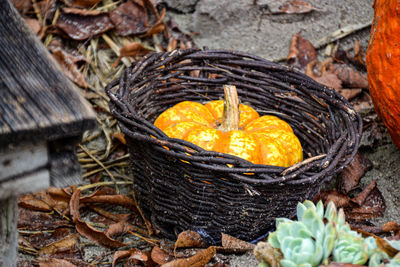 High angle view of pumpkins in basket