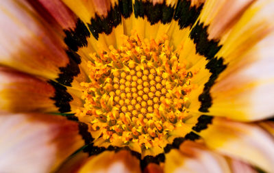 Close-up of yellow flower pollen