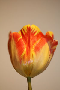 Close-up of orange flower against white background