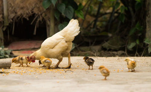 The chicken family