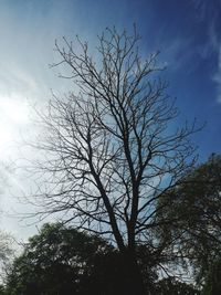 Low angle view of silhouette bare tree against sky