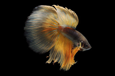 Close-up of fish swimming in sea