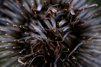 Full frame shot of dried plant