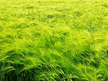 Full frame shot of crops on field