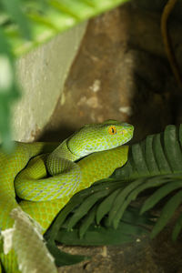 Close-up of green lizard