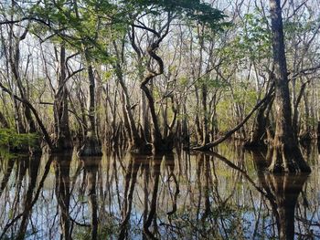 Scenic view of lake in forest