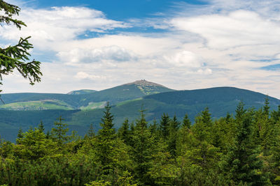 Scenic view of pine trees against sky