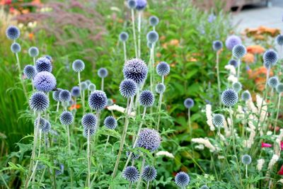 Close-up of purple flowers blooming in field