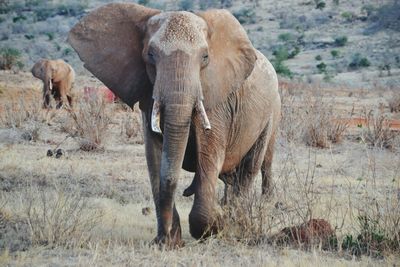 African elephants on field