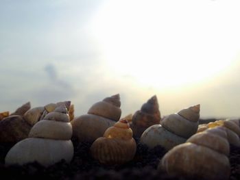 Close-up of pebbles on beach against sky