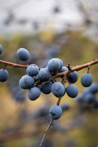 Close-up of berries growing on plant