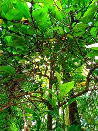 Low angle view of tree in forest