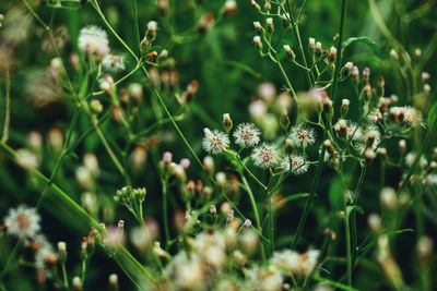 Close-up of insect on flowering plant