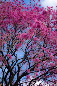 Low angle view of pink flower tree