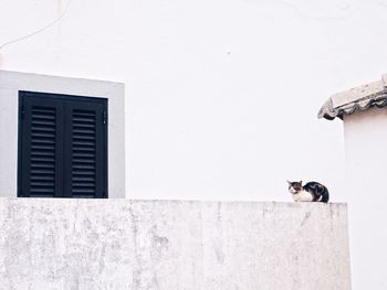 Cat sitting on wall