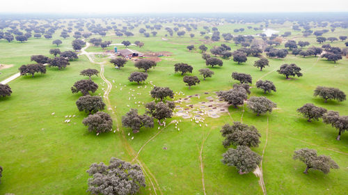 Scenic view of farm