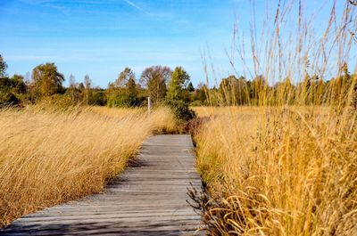 Footpath amidst plants on field against sky