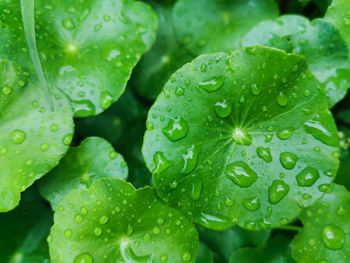 Water drops on centella asiatica known as gotu kola