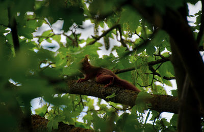 Low angle view of squirrel on tree