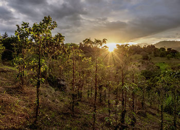 Plants and trees against sky during sunset