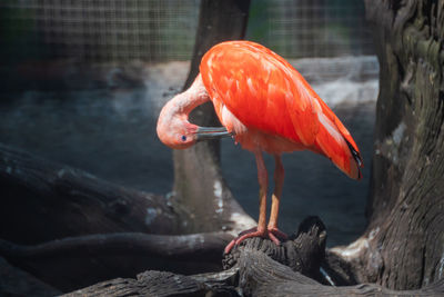 Close-up of bird perching on a rock