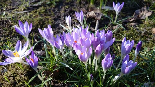 Close-up of purple crocus flowers growing in field