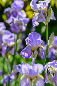 Close-up of purple flowers blooming