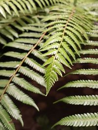 Close-up of fern leaves