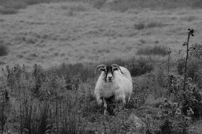 Sheep standing on field