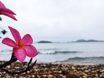 Close-up of flower against sea