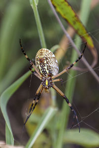 Close-up of spider on web