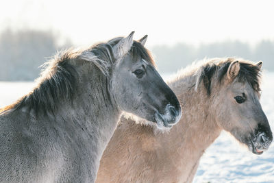 Beautiful pair of horses. proud, free. cold day