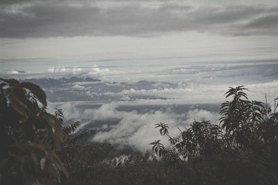 Scenic view of palm trees on landscape against sky