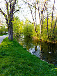 Scenic view of lake amidst trees in forest