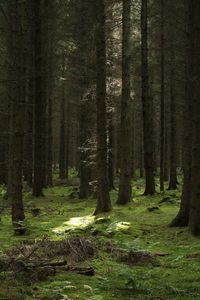 Scenic view of forest