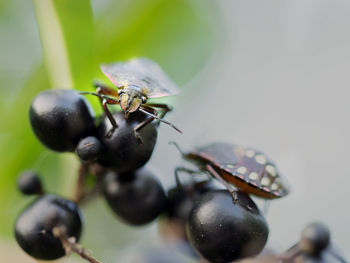 Close-up of insect on fruit