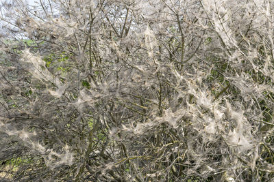 Full frame shot of snow on field