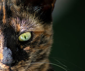 Close-up portrait of a cat