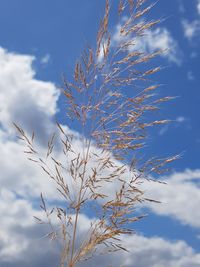 Low angle view of stalks against blue sky