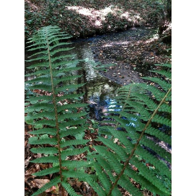 transfer print, auto post production filter, leaf, high angle view, plant, growth, green color, nature, water, close-up, outdoors, day, no people, pattern, natural pattern, beauty in nature, tranquility, wet, grass, forest