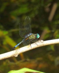 Close-up of damselfly perching on leaf