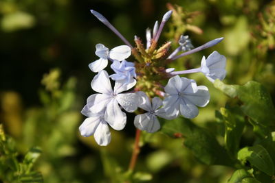 Close-up of purple flowers