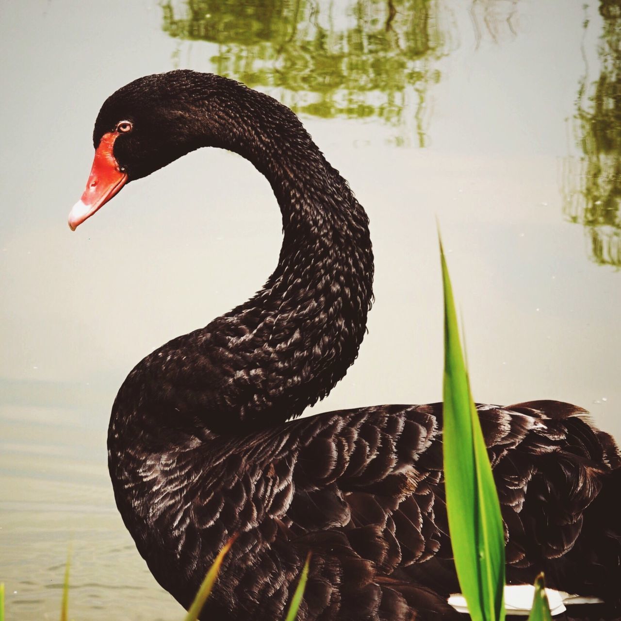 bird, animal themes, animals in the wild, wildlife, one animal, nature, beak, close-up, lake, side view, outdoors, focus on foreground, day, plant, no people, water, beauty in nature, reflection, black color