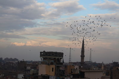 Flock of birds flying over buildings in city