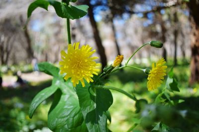 Close-up of yellow flowers blooming outdoors