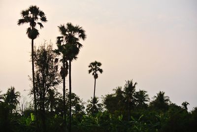 Low angle view of palm trees against clear sky
