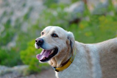 Dog looking away