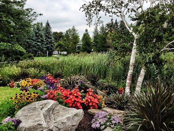 Trees growing in field