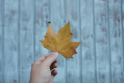 Close-up of maple leaf on the road