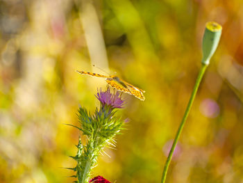 Close-up of butterfly on flower